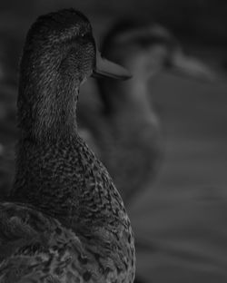 Close-up of swan swimming in lake