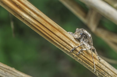 Close-up of insect on wood