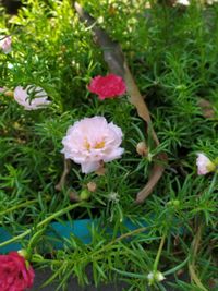 High angle view of flowering plants on field