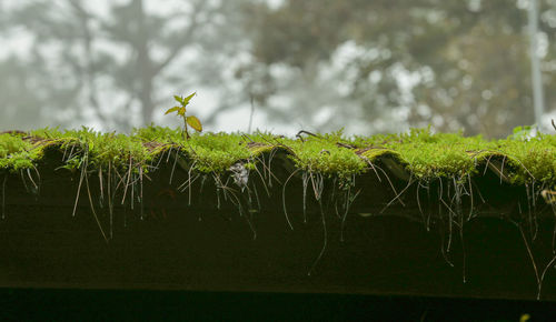 Close-up of plants against calm lake