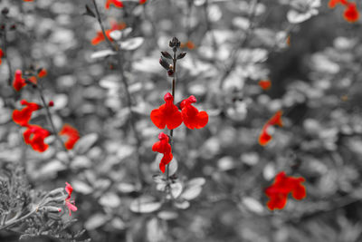 Close-up of red berries on tree