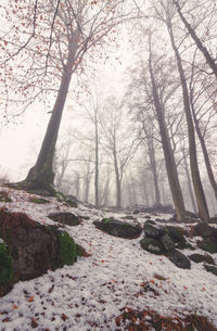 Trees in forest