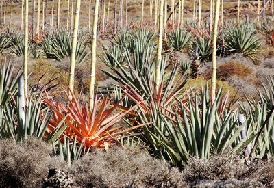 High angle view of plants growing on field