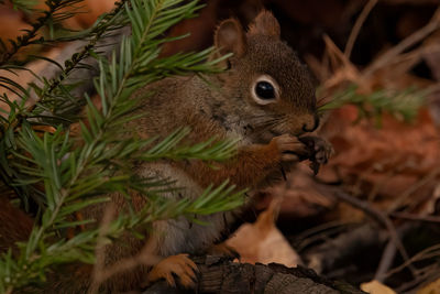 Close-up of squirrel