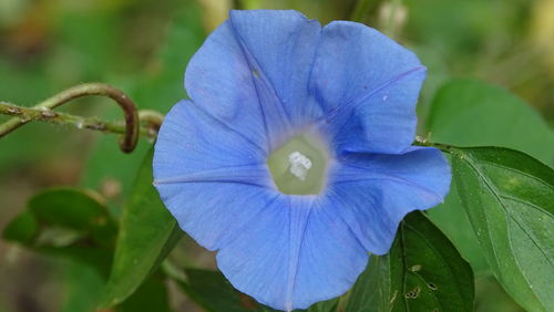 Close-up of flower blooming outdoors