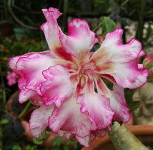 Close-up of pink rose blooming outdoors