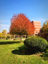 Trees on grassy field against blue sky