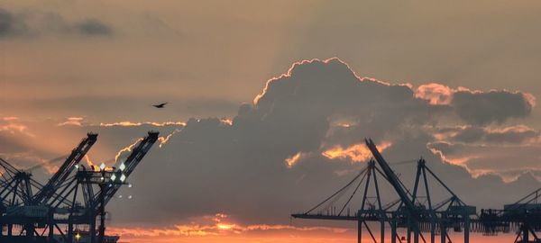 Cranes at sunset