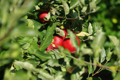 Close-up of red berries growing on tree