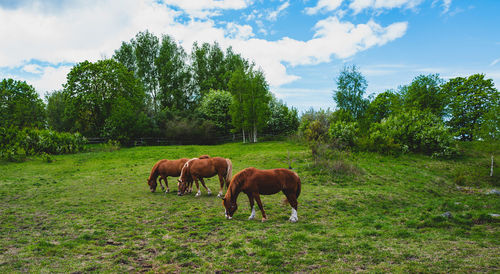 Horse grazing on field