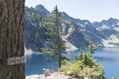 Evergreen forest with yellow labrador retriever dog with trail sign nailed to tree by lake shore.