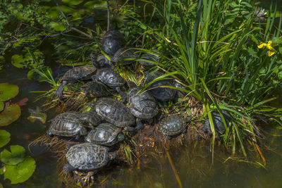 Close-up of turtle in a lake