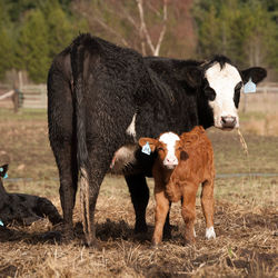 Horse standing on field