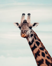 Giraffe against sky