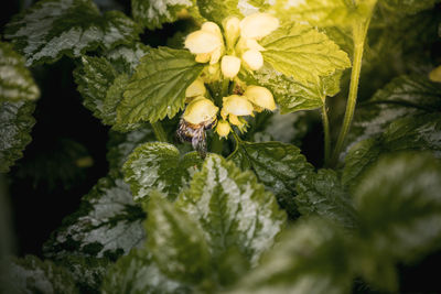 Close-up of insect on plant