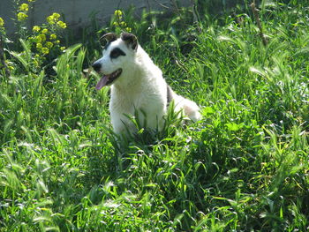 View of a dog on field