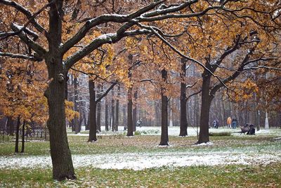 Trees on field during autumn