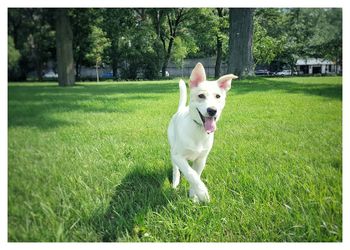 Portrait of dog on field