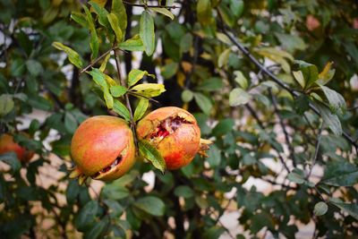 Close-up of apples on tree