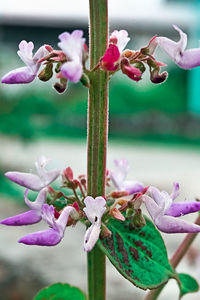 Close-up of pink flowering plant