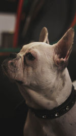 Close-up of a dog looking away at home