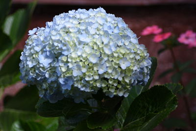 Close-up of hydrangea blooming outdoors