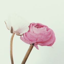 Close-up of flower over white background