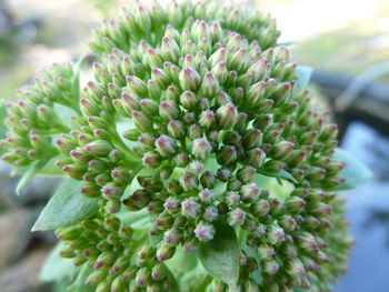Close-up of flowers blooming outdoors