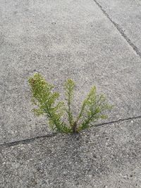 High angle view of plants growing on footpath