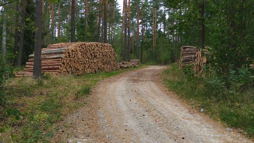 Stack of logs on road amidst trees in forest