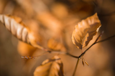 Close up of leaves