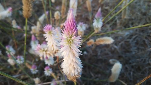 Close-up of flowers blooming in field
