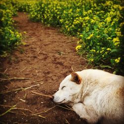 View of a dog relaxing on field