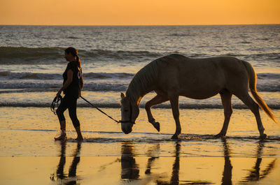Full length of horse on beach during sunset