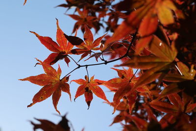Low angle view of maple leaves on tree