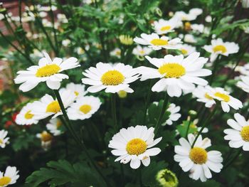 Close-up of white daisy flower