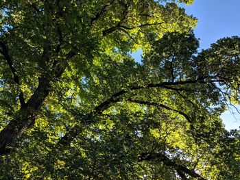 Low angle view of trees in forest