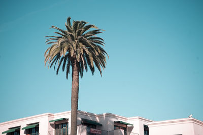 Low angle view of palm tree against clear sky