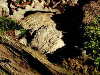 Close-up of lizard on tree stump