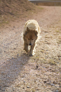 Dog walking on field