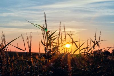 Close-up of stalks in field against sunset sky