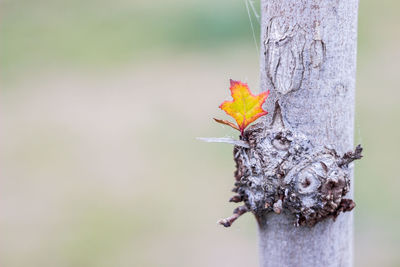 Close-up of lizard on tree trunk