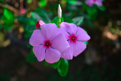 Close-up of pink flowering plant