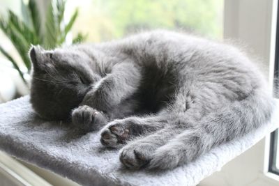 Close-up of cat relaxing on floor