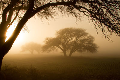 Silhouette trees on field against sky during sunset