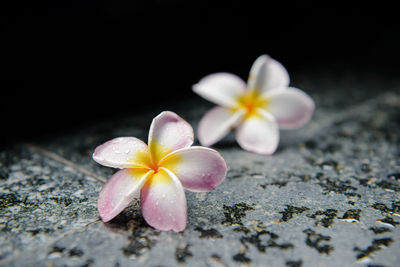 Close-up of frangipani on plant