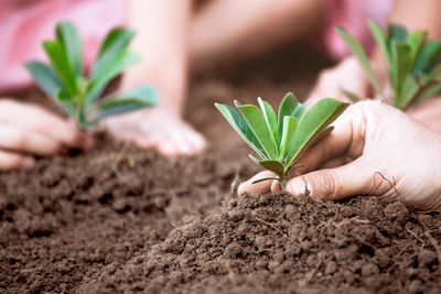 Cropped image of girls planting in garden