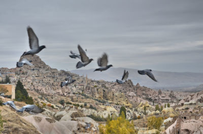 Flock of seagulls flying over land