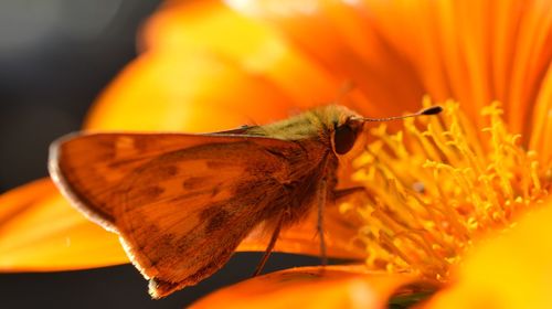 Close-up of insect on flower