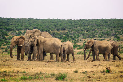 Elephant in a field